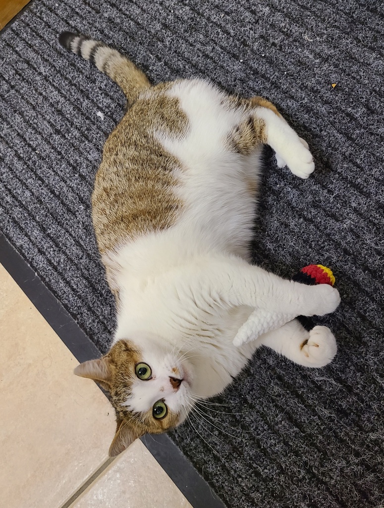 Jouet pour Chat herbe a chat