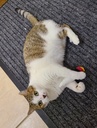 Jouet pour Chat herbe a chat