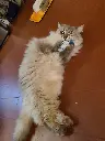 Herbe a chat