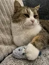 Jouet pour chat