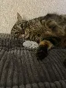 Jouet poisson chat