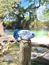 Poisson bleu