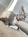 Pet pour chat