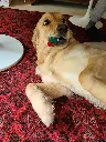 jouet chien