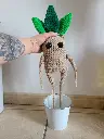 Mandragore au crochet