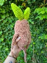 mandragora