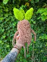 doudou mandragore