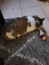 Jouet pour Chat