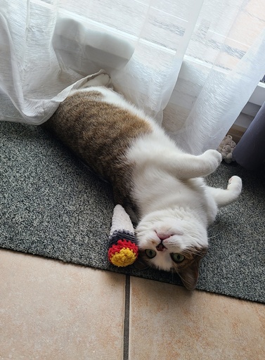 Jouet pour Chat